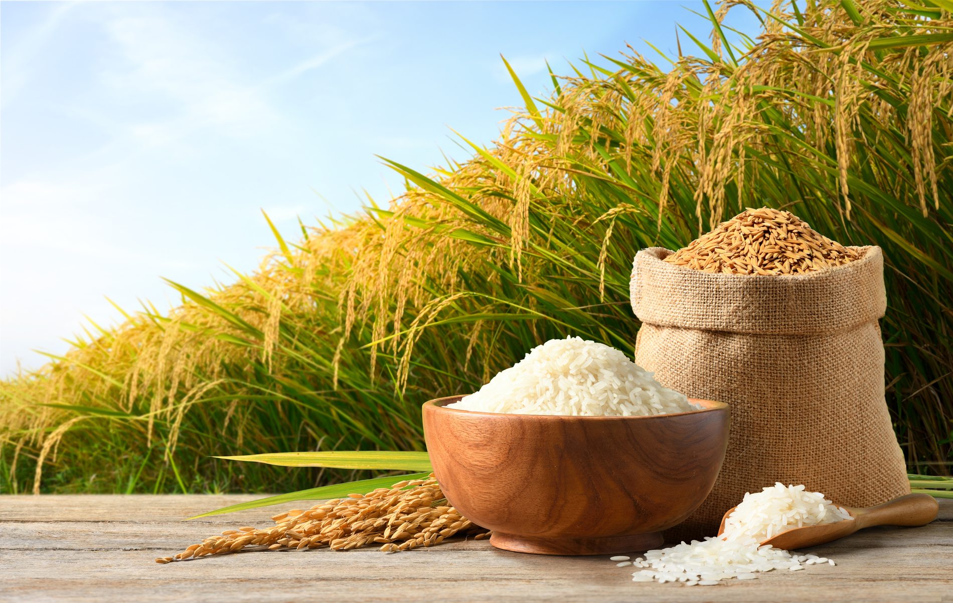 Rice cultivation and staple grains